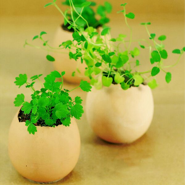 creative diy mini lucky egg potted plant office desktop home