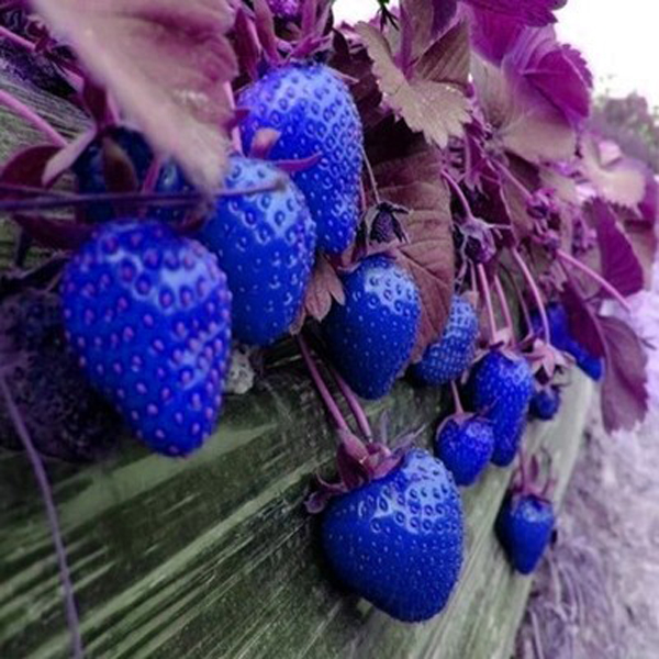 500pcs blue strawberry rare fruit vegetable seeds