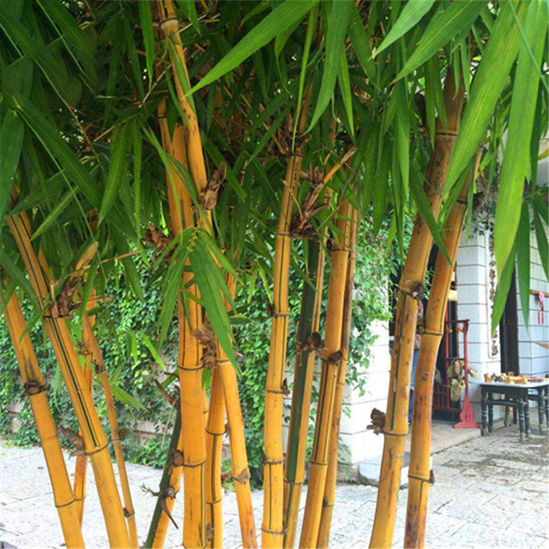 garten magie samen
