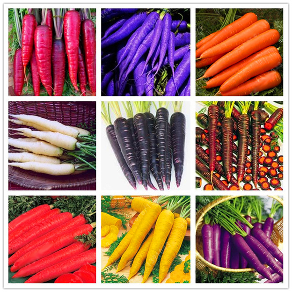 Pflanzen Samereien Zwiebeln Daucus Carota Weiss Orange 50 Samen Lila Karotte Rosa Rot Gelb Mohren Mix Garten Terrasse Flipelo Org Br