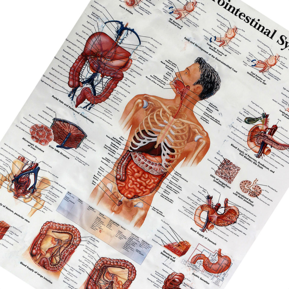 Анатомический плакат. Анатомия человека. Плакат анатомия человека. Плакаты медицинские анатомические. Плакаты по анатомии человека.