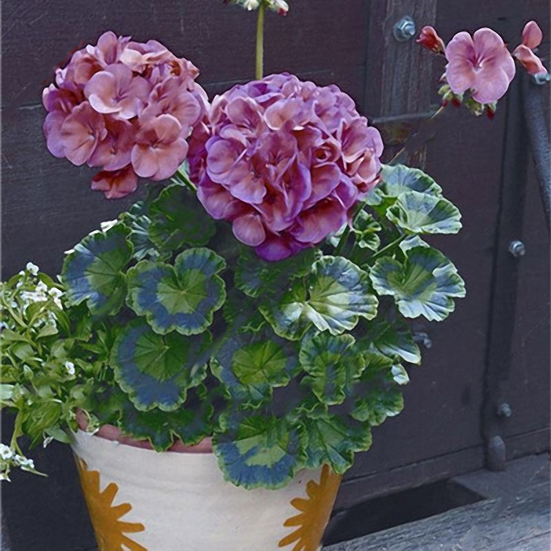 100pcs à Rayures Rose Carnation Semences Pot Jardin