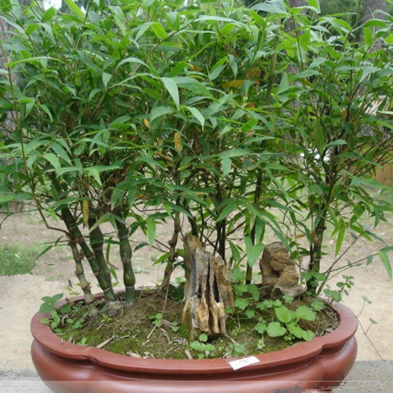 Egrow 60Pcs/Pack Chinese Mini Moso Bamboo Seeds Phyllostachys Heterocycla Courtyard Moso Bamboo for DIY Home Garden Plant