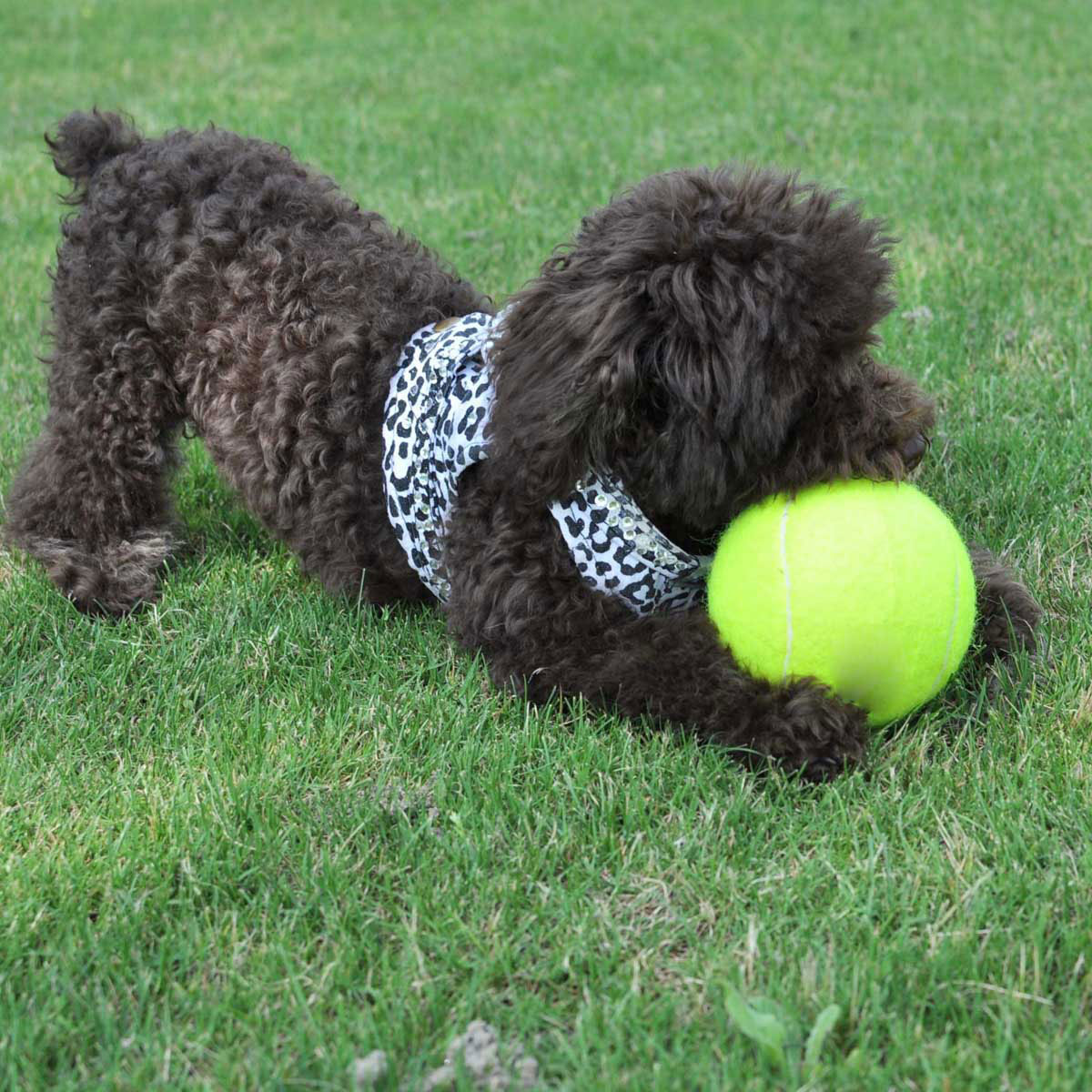 24 cm grand géant animal chien chiot balle de tennis lanceur chucker lanceur jouets pour animaux de compagnie