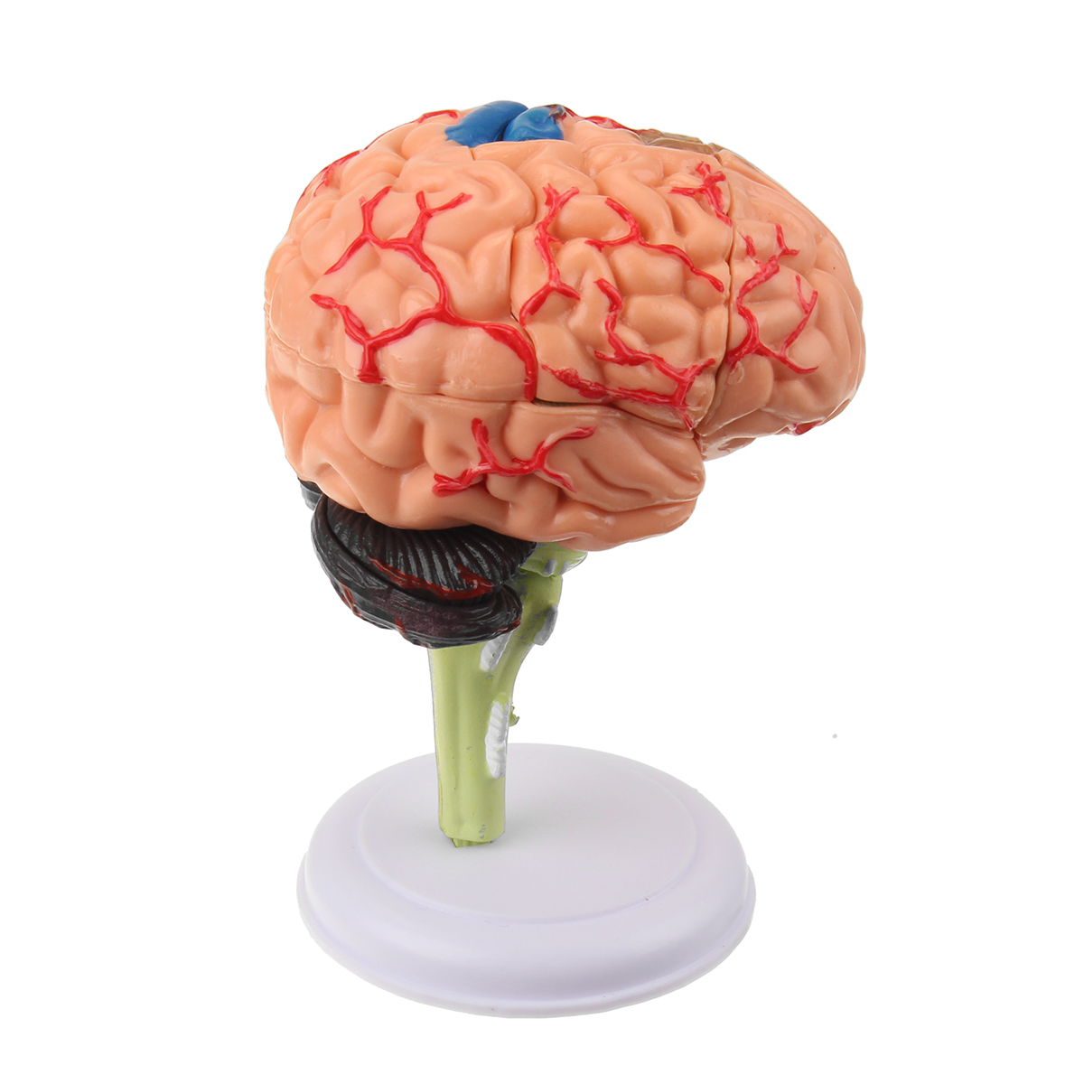 Купить мозг авито. Моделирование человеческого мозга. Модель «мозг человека» (цветная). Поделка мозг человека для детей.