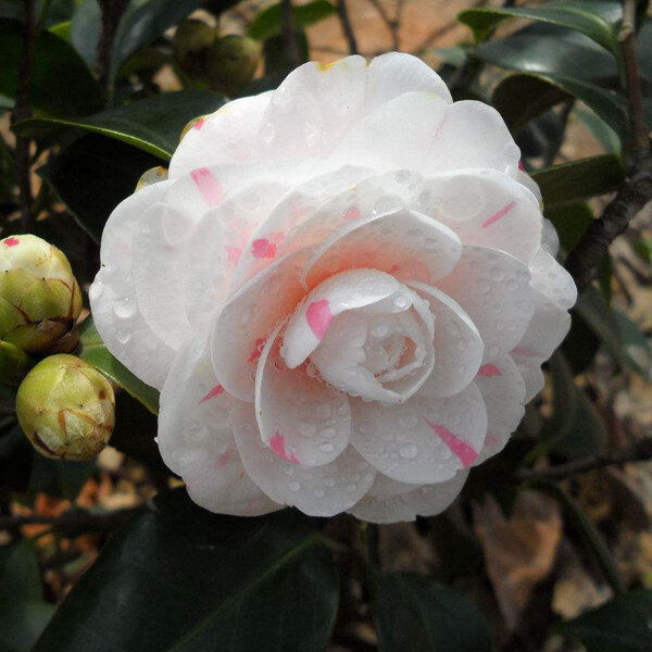 Egrow 10pcs Pack Camellia Flowers Seeds Potted Plants Home Garden