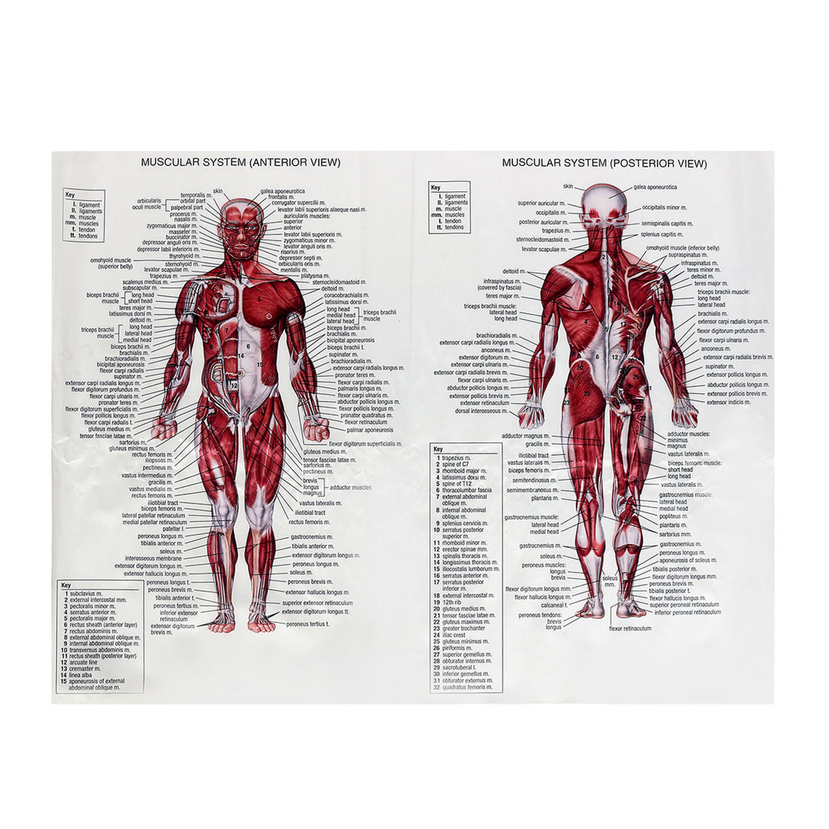 نظام العضلات ملصق التشريح التخطيط جسم الإنسان التعليمية الحرير