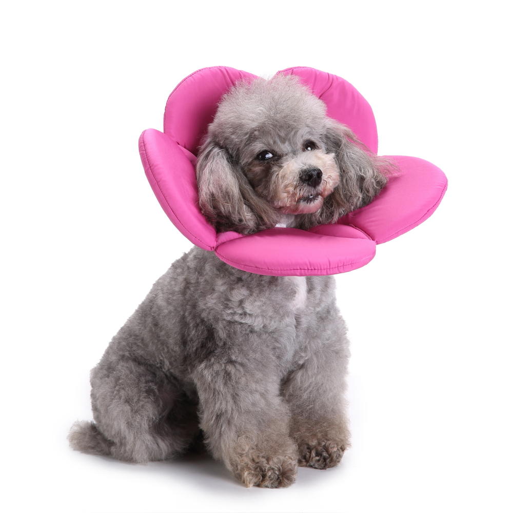 Colliers Pour Animaux De Compagnie Capuchon Protecteur Anti Morsure Anti Rayures Protection Pour Le Cou Chien