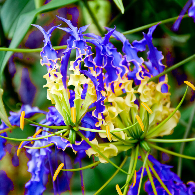 Planten zaden