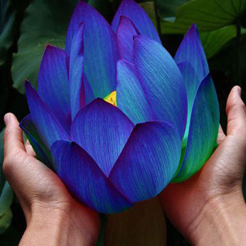 10pcs fleur graines bleu lotus graines plantes aquatiques plantes de nénuphar Lotus bleu nuit