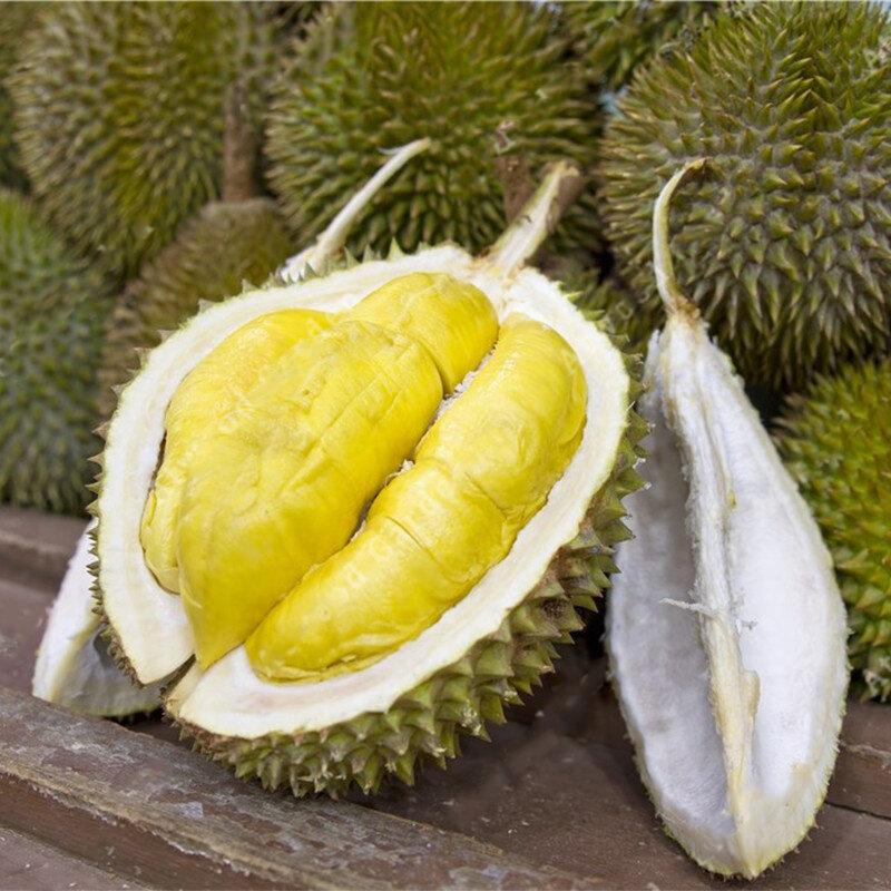 Download 99+ Gambar Durian Raksasa Terbaik 